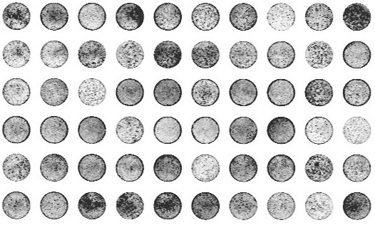 Mineralization assay plate scored across sixty wells